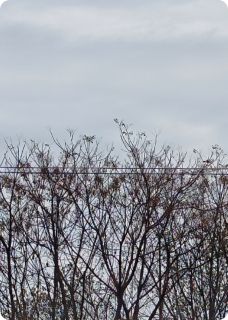 (独家)没星星也要抬头看天小倩顾思成小说