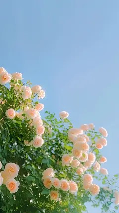 儿媳骗走我全部积蓄补贴娘家后,我杀疯了小说(完本)-李建军柳晓曼无错版阅读